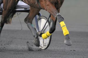 2.100.000 € im Quinté+-Jackpot in Vincennes