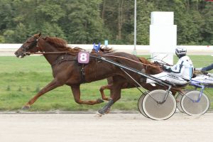 »Amateur-Trophy« am Sonntag